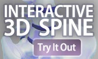 Interactive 3D Spine