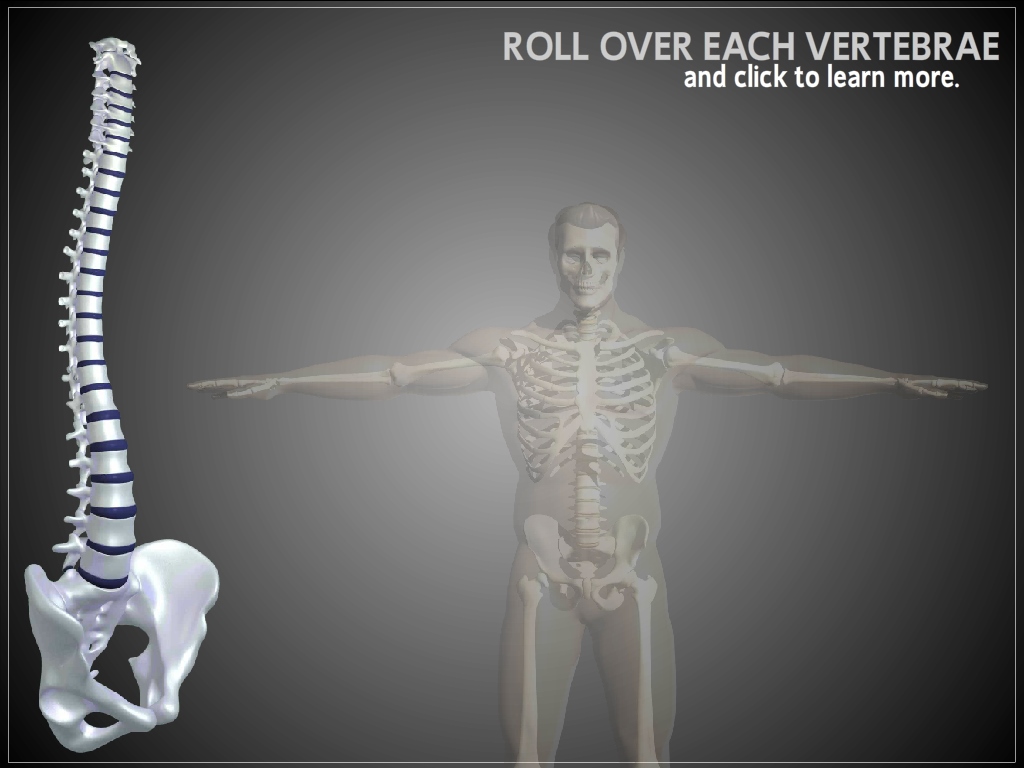 3d Nerve Chart